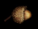 acorn final
