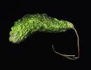 cucumber final hd