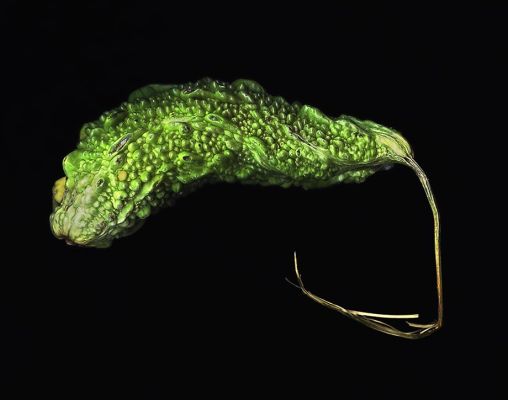 cucumber final hd
