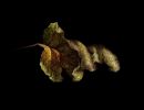 leaf final