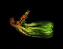 zuchini blossom final